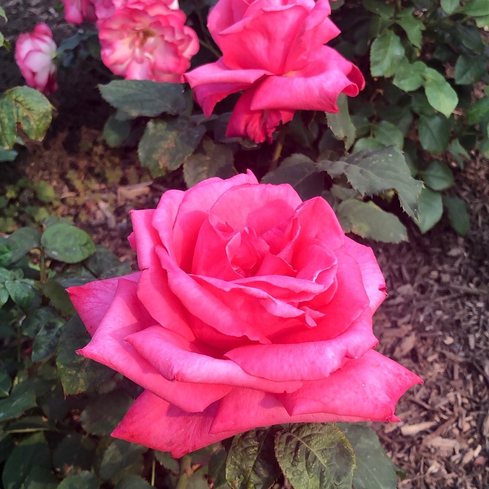 Meet your Posher, Rose
